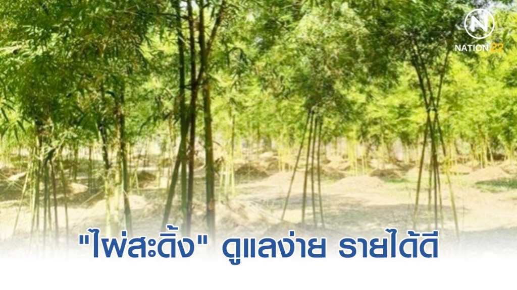 "ไผ่สะดิ้ง" ดูแลง่าย รายได้ดี "ไผ่สะดิ้ง" ดูแลง่าย รายได้ดี