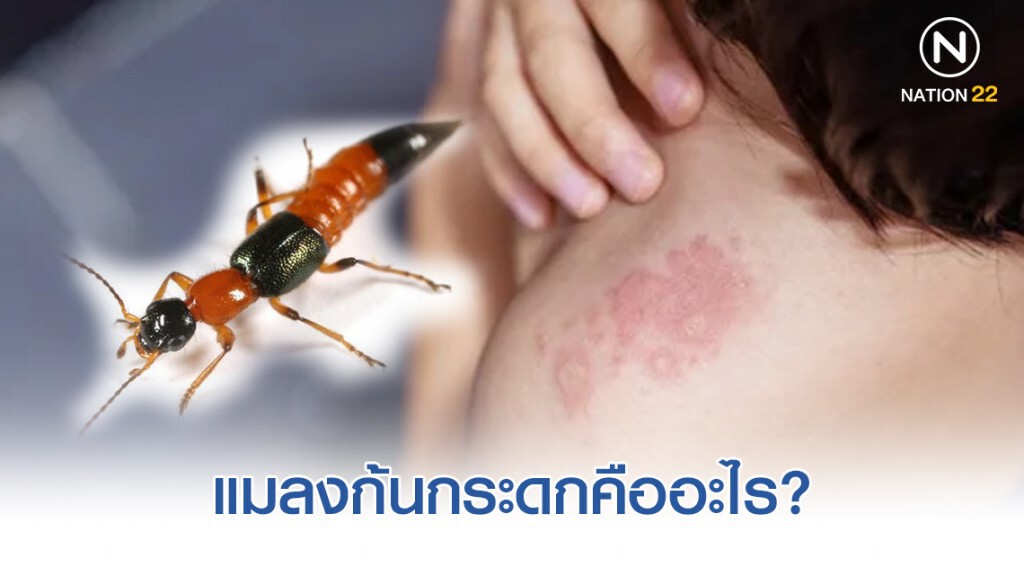 แมลงก้นกระดกคืออะไร?