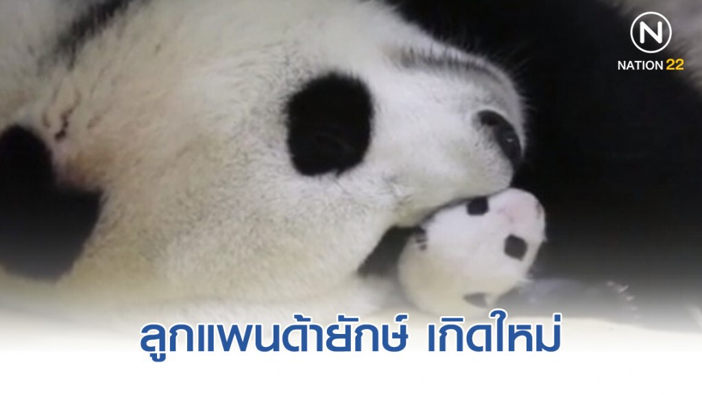 สวนสัตว์จีน เผยภาพ "ลูกแพนด้ายักษ์" เกิดใหม่ สวนสัตว์จีน เผยภาพ "ลูกแพนด้ายักษ์" เกิดใหม่