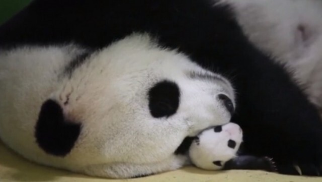 สวนสัตว์จีน เผยภาพ "ลูกแพนด้ายักษ์" เกิดใหม่