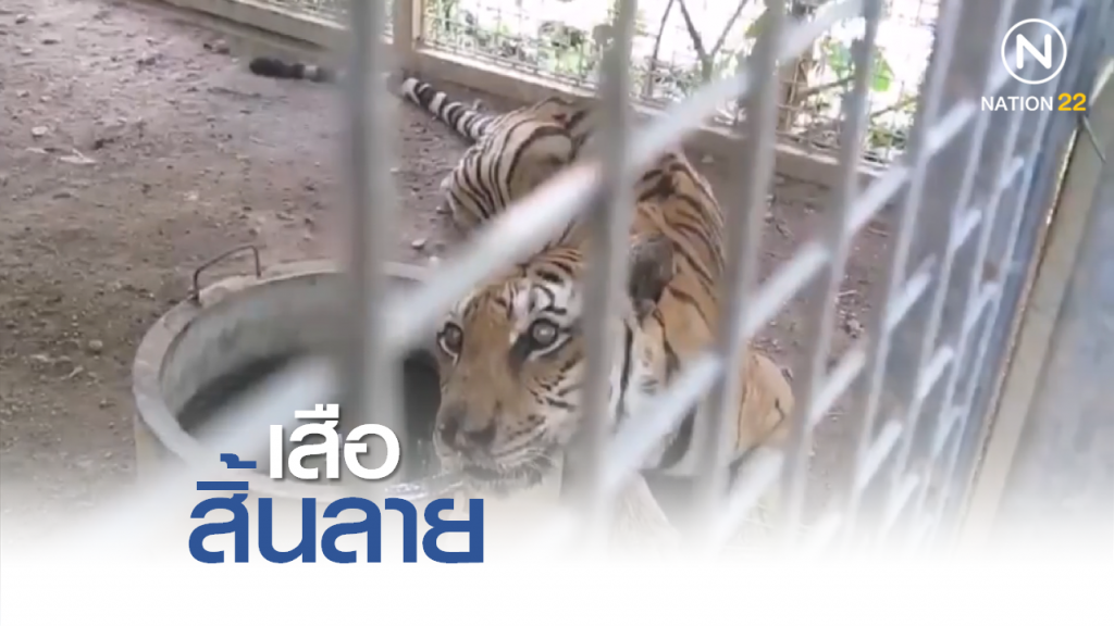 Nation Documentary | เสือ สิ้น ลาย