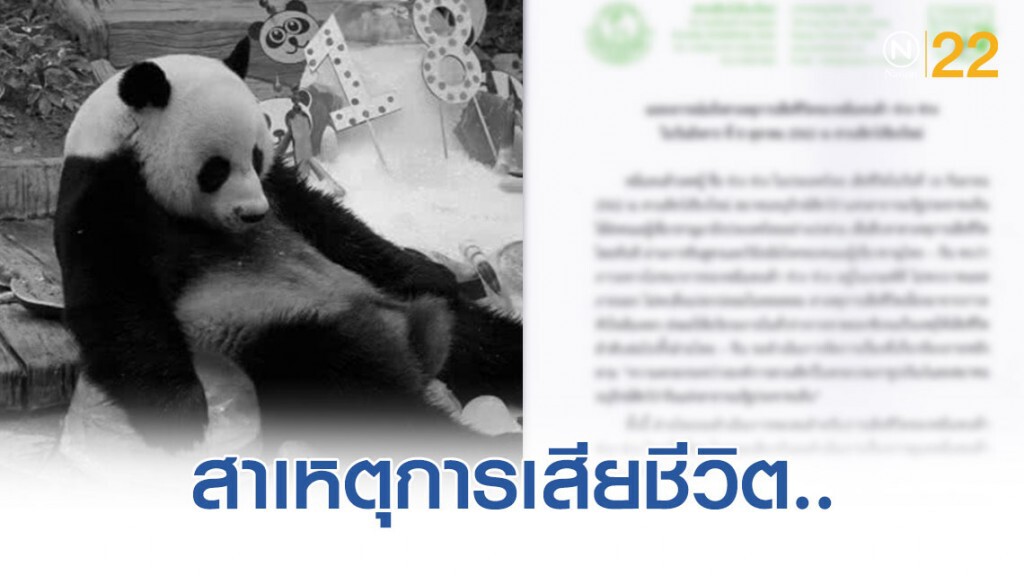 สวนสัตว์เชียงใหม่ แถลงเหตุ "ช่วง ช่วง" เสียชีวิต สวนสัตว์เชียงใหม่ แถลงเหตุ "ช่วง ช่วง" เสียชีวิต