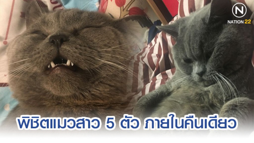 วงการแมวฉาวโฉ่ "เสี่ยวปี้" พิชิตสาว 5 ตัวรวดในคืนเดียว จนหมดแรง วงการแมวฉาวโฉ่ "เสี่ยวปี้" พิชิตสาว 5 ตัวรวดในคืนเดียว จนหมดแรง