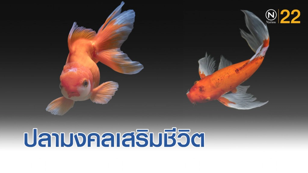 ปลามงคล ที่คนจีนนิยมเลี้ยงเสริมความรุ่งเรืองให้ชีวิต