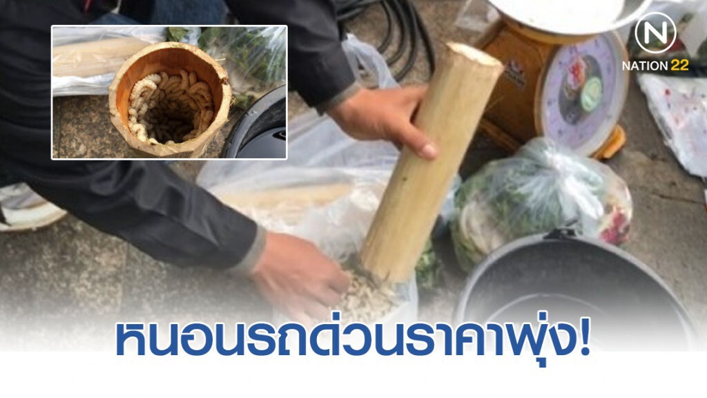 หนอนรถด่วนราคาพุ่ง กิโลละพัน หนอนรถด่วนราคาพุ่ง กิโลละพัน