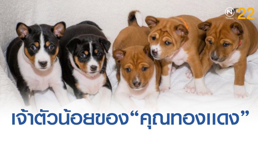 บรรดาเจ้าตัวน้อยของ "คุณทองเเดง" บรรดาเจ้าตัวน้อยของ "คุณทองเเดง"