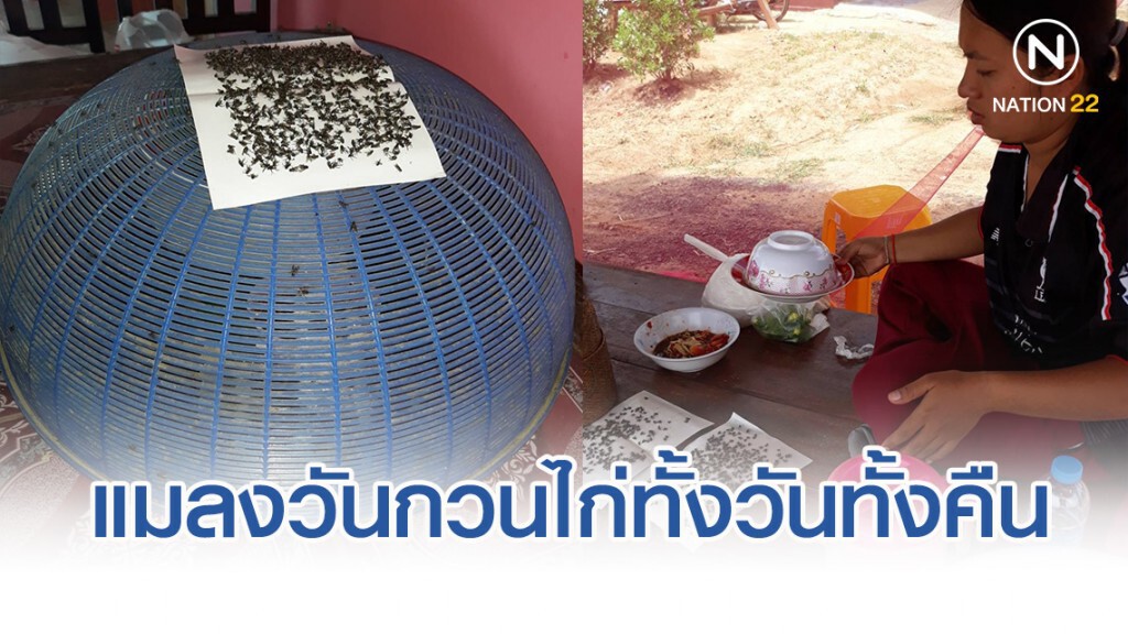 ทนไม่ไหวร้องศูนย์ดำรงธรรมช่วยด้วย แมลงวันจากฟาร์มไก่กวนทั้งวันทั้งคืน