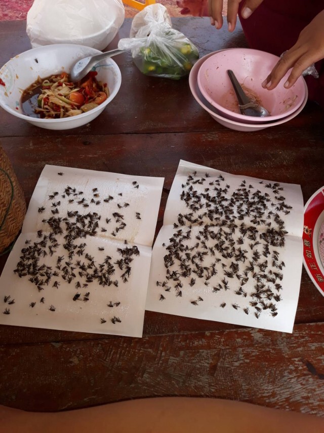 ทนไม่ไหวร้องศูนย์ดำรงธรรมช่วยด้วย แมลงวันจากฟาร์มไก่กวนทั้งวันทั้งคืน