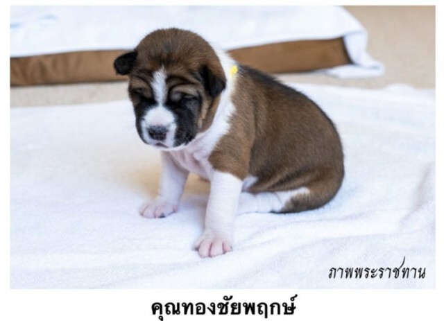 บรรดาเจ้าตัวน้อยของ "คุณทองเเดง"