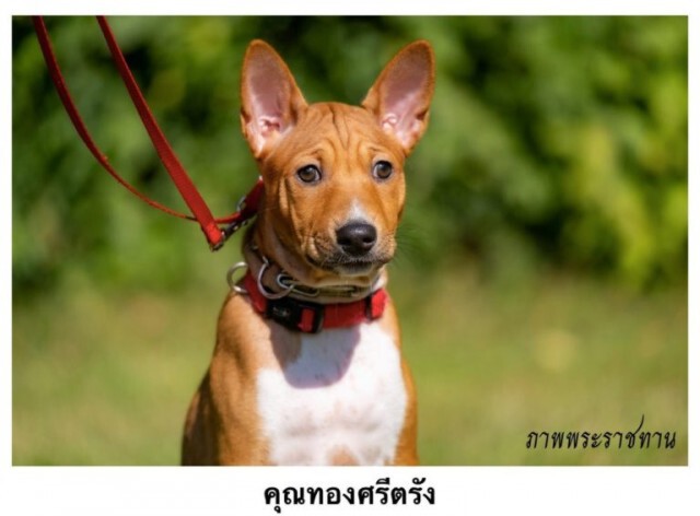 บรรดาเจ้าตัวน้อยของ "คุณทองเเดง"