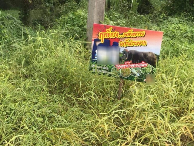 วงในเกษตร​เผยใช้​ 'กลูโฟซิเนต-แอมโมเนียม'​ แทน​ พาราควอต​ ราคา​ 2​ พันกว่า/แกลลอน​