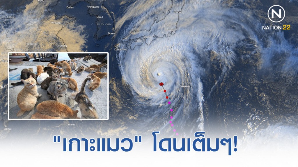 "เกาะแมวโอคิชิม่า" โดนเต็มๆ! โซเชียลแห่ภาวนาให้น้องๆปลอดภัย