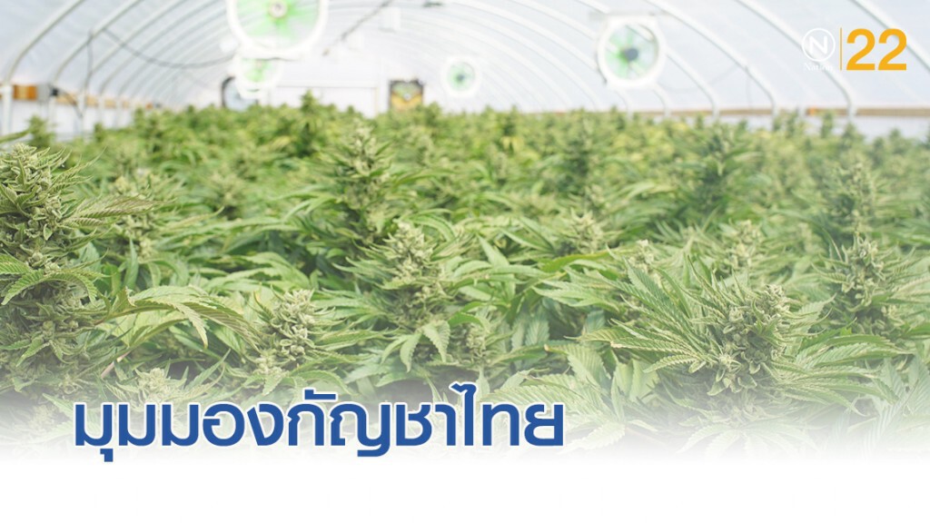 ผู้ผลิตกัญชาระดับโลกมองกัญชาทางการแพทย์ไทย