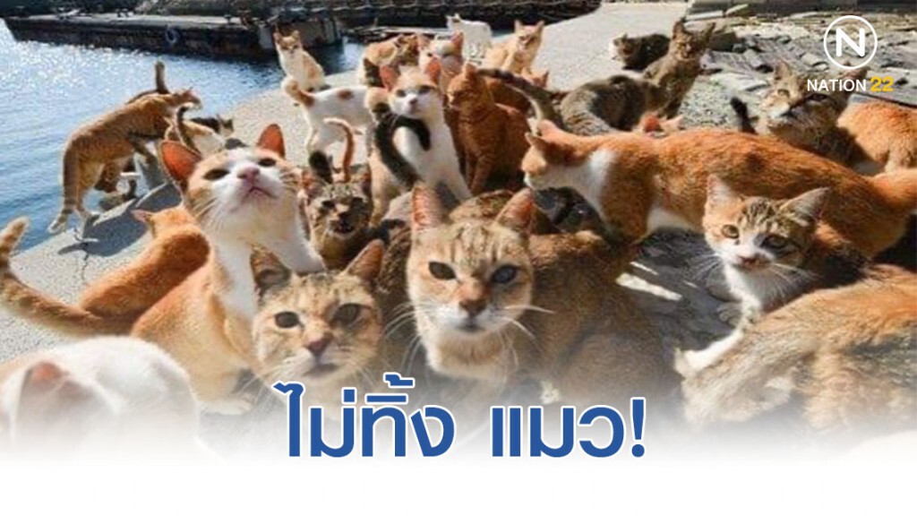 ทางการญี่ปุ่นไม่ทิ้ง แมว เผยมีที่หลบภัยให้ ทางการญี่ปุ่นไม่ทิ้ง แมว เผยมีที่หลบภัยให้