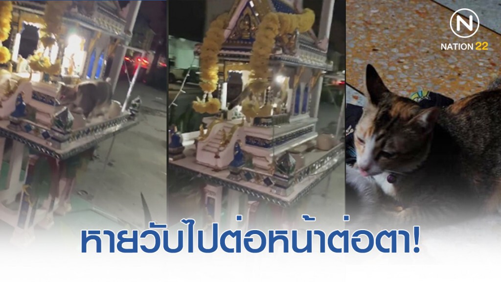 แมวสุดรักเดินหายวับเข้าไปในศาลพระภูมิ ต่อหน้าต่อตา