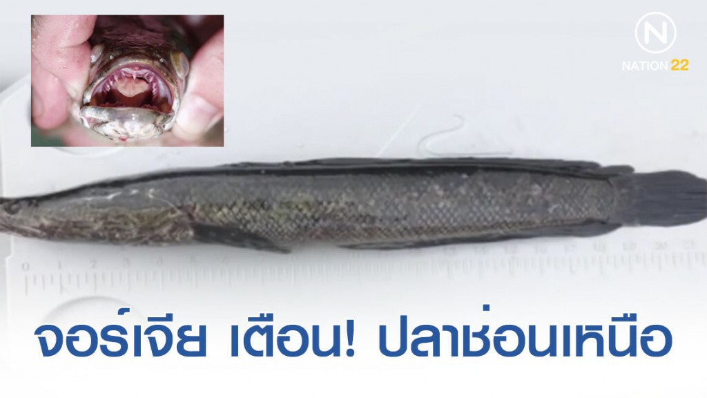 รัฐจอร์เจีย ประกาศเตือน! พบปลาช่อนเหนือ แจ้งพิกัดพร้อมกำจัดทันที