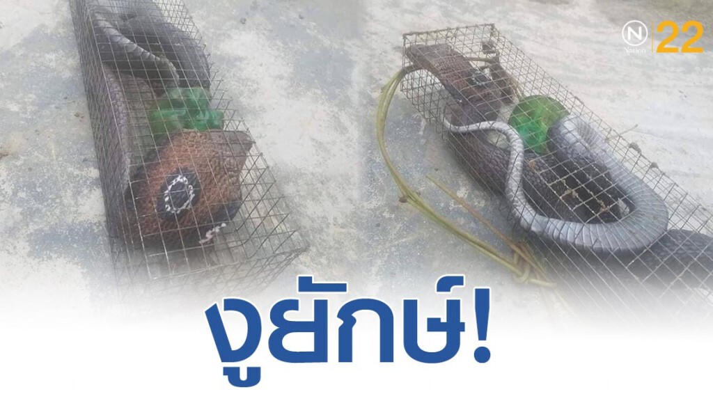 งูยักษ์! ทำเอาชะงักกันทั้งโซเชียล