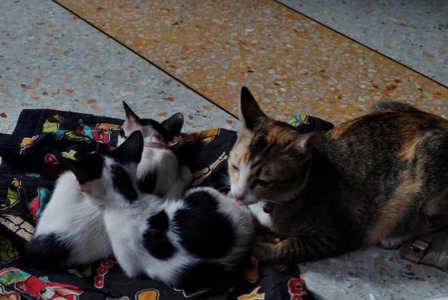 แมวสุดรักเดินหายวับเข้าไปในศาลพระภูมิ ต่อหน้าต่อตา