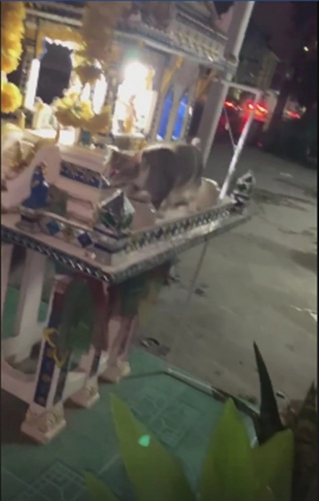 แมวสุดรักเดินหายวับเข้าไปในศาลพระภูมิ ต่อหน้าต่อตา