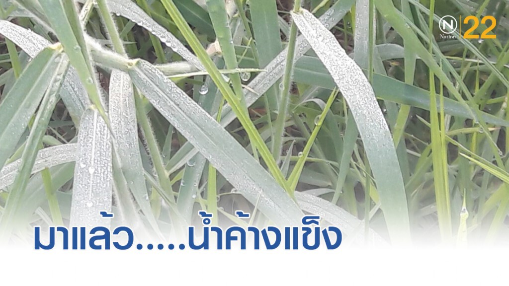 พิมายมาแล้ว....น้ำค้างแข็งเกาะยอดหญ้า พิมายมาแล้ว....น้ำค้างแข็งเกาะยอดหญ้า