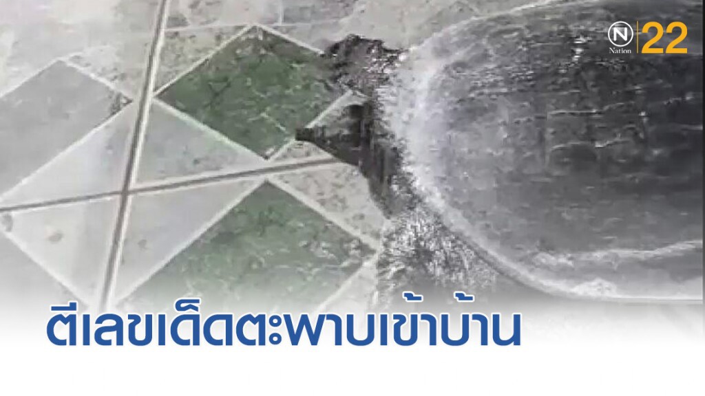 แห่ตีเลขเด็ด!...."ตะพาบยักษ์" คลานเข้าบ้านเชื่อมาให้โชค แห่ตีเลขเด็ด!...."ตะพาบยักษ์" คลานเข้าบ้านเชื่อมาให้โชค