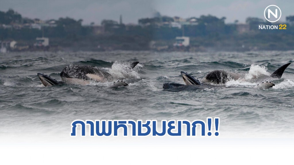 ภาพหาชมยาก "ฝูงวาฬออร์กา" รุมเขมือบวาฬหลังค่อม กลางท้องทะเล