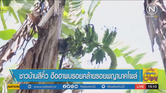 ฮือฮา! พบรอยคล้ายรอยพญานาค