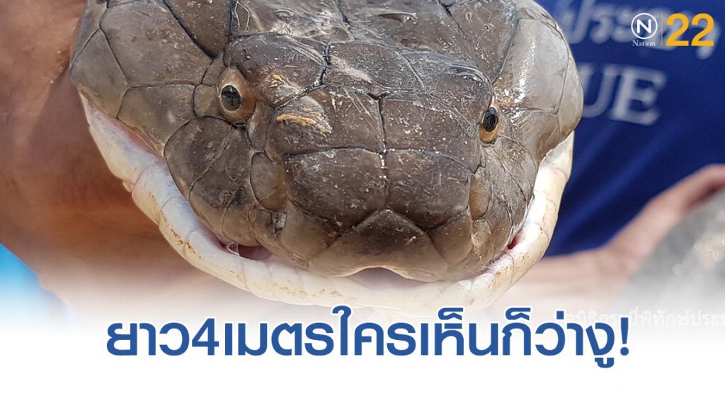 งูจงอางยาวกว่า 4 เมตร เล่นเอาชาวบ้านเเตกตื่น งูจงอางยาวกว่า 4 เมตร เล่นเอาชาวบ้านเเตกตื่น