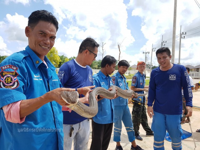 งูจงอางยาวกว่า 4 เมตร เล่นเอาชาวบ้านเเตกตื่น
