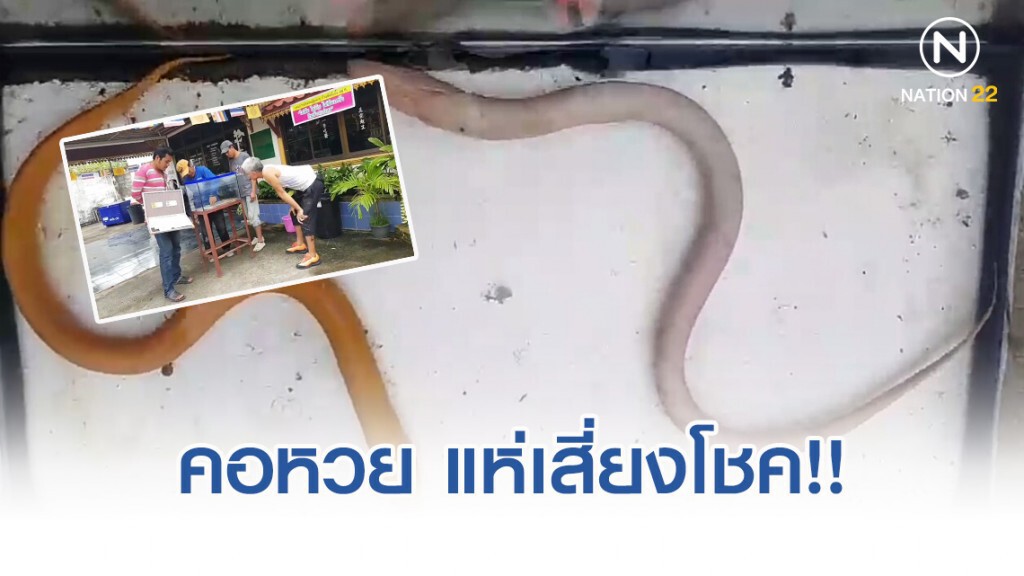 คอหวย แห่เสี่ยงโชค จากปลาไหลเงิน-ไหลทอง คอหวย แห่เสี่ยงโชค จากปลาไหลเงิน-ไหลทอง