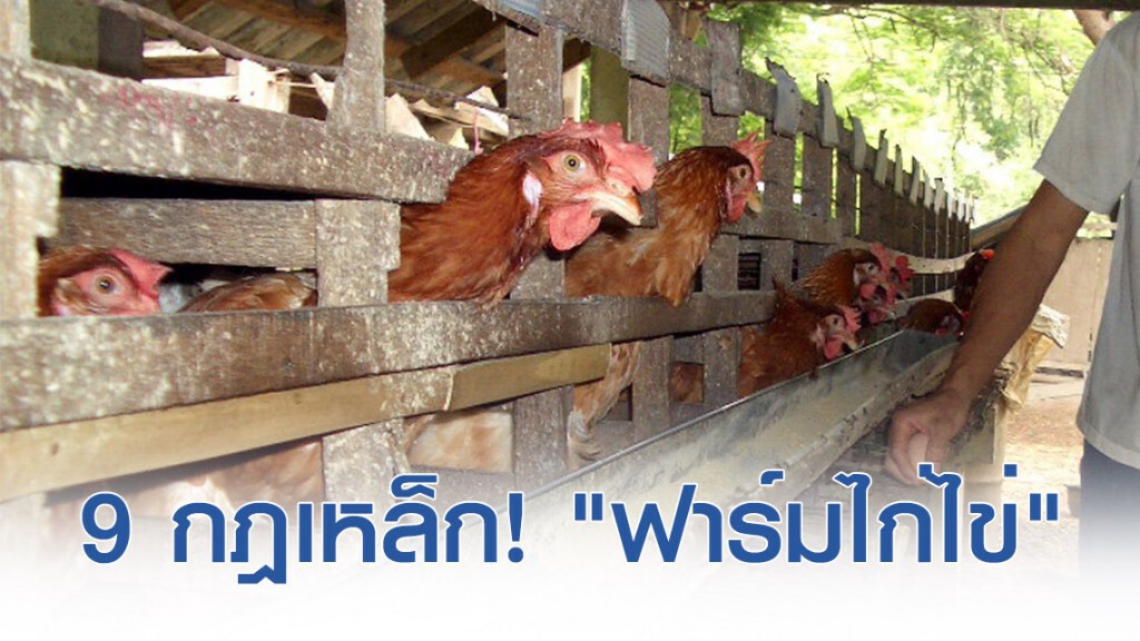 กาง 9 กฎเหล็ก! คุมมาตรฐาน "ฟาร์มไก่ไข่" กาง 9 กฎเหล็ก! คุมมาตรฐาน "ฟาร์มไก่ไข่"