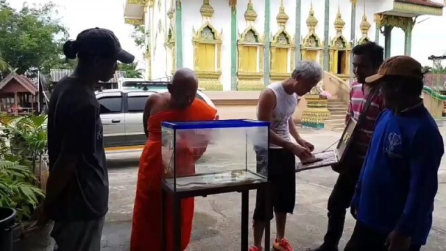 คอหวย แห่เสี่ยงโชค จากปลาไหลเงิน-ไหลทอง