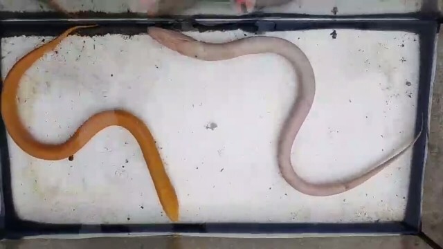 คอหวย แห่เสี่ยงโชค จากปลาไหลเงิน-ไหลทอง