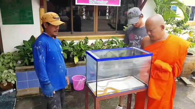 คอหวย แห่เสี่ยงโชค จากปลาไหลเงิน-ไหลทอง