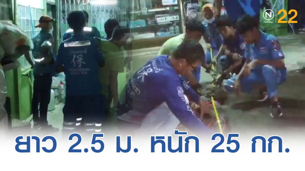 ยาว 2.5 เมตร!! ตัวเงินตัวทองยักษ์ มุดเข้าครัวร้านค้าวัสดุก่อสร้าง