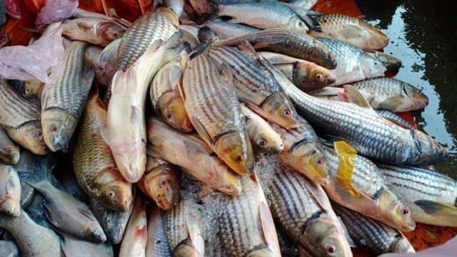 นักวิชาการประมงเตือน ปลาน้ำโขงเสี่ยงสูญพันธุ์!