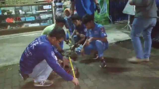 ยาว 2.5 เมตร!! ตัวเงินตัวทองยักษ์ มุดเข้าครัวร้านค้าวัสดุก่อสร้าง
