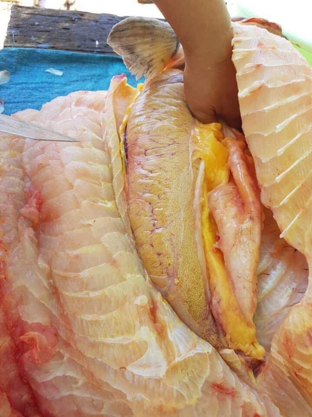 นักวิชาการประมงเตือน ปลาน้ำโขงเสี่ยงสูญพันธุ์!