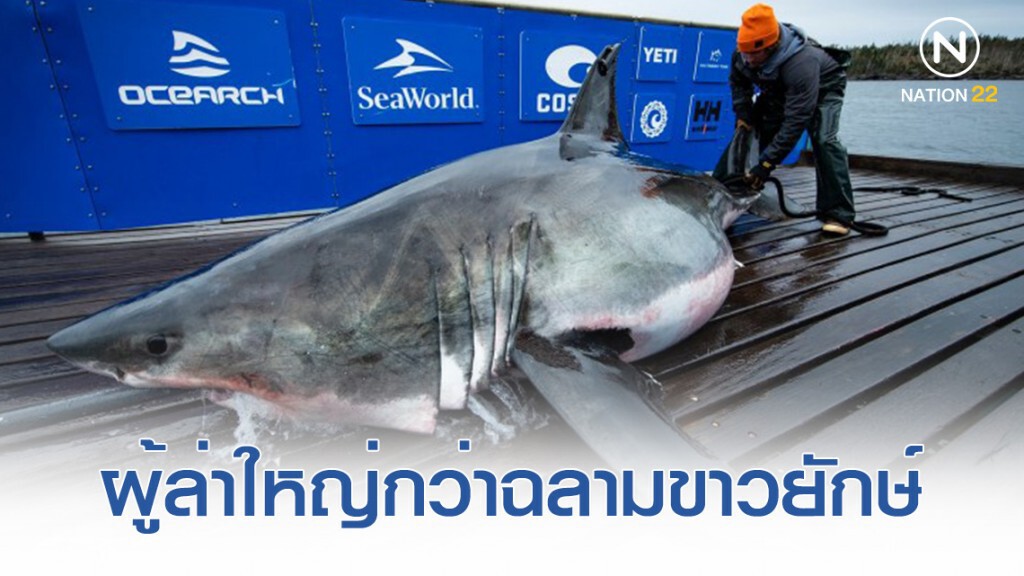 พบฉลามขาวใหญ่ 4 เมตร ถูกโจมตีโดยผู้ล่าที่ใหญ่กว่า พบฉลามขาวใหญ่ 4 เมตร ถูกโจมตีโดยผู้ล่าที่ใหญ่กว่า