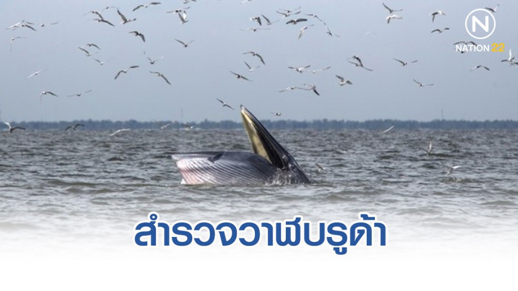 สำรวจวาฬบรูด้า วางแผนบูรณาการเพื่อการท่องเที่ยว-อนุรักษ์วาฬอย่างยั่งยืน