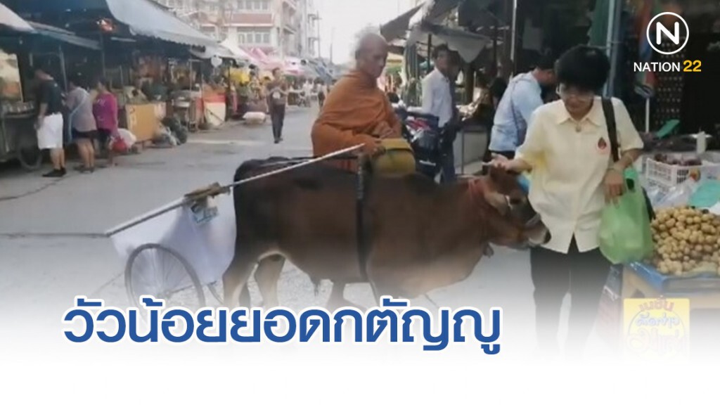 "วัวน้อยยอดกตัญญู" ช่วย "หลวงพ่อ" เดินบิณฑบาต "วัวน้อยยอดกตัญญู" ช่วย "หลวงพ่อ" เดินบิณฑบาต