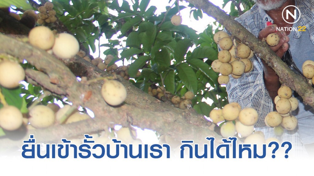 อย่าหยิบ อย่าครอบครองผลไม้ข้างบ้านยื่นเข้ารั้วบ้านเรา!