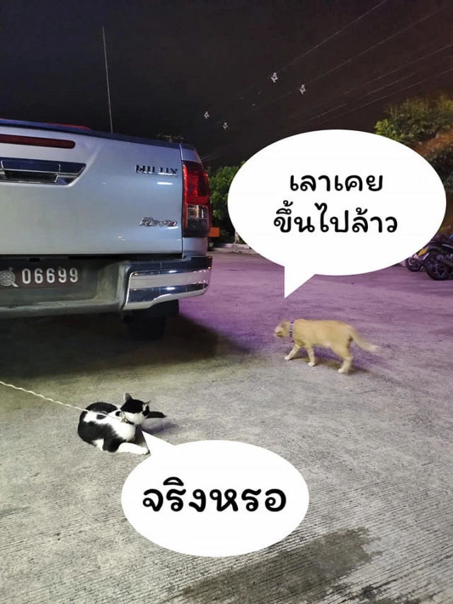 แมวน้อยมาบอกลาเจ้าของถึงหน้าห้องขัง