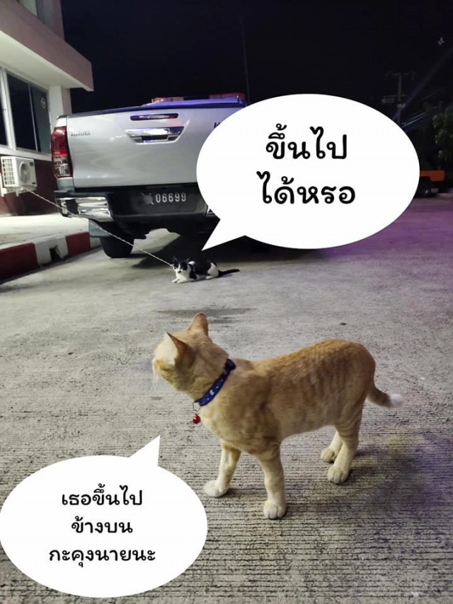 แมวน้อยมาบอกลาเจ้าของถึงหน้าห้องขัง