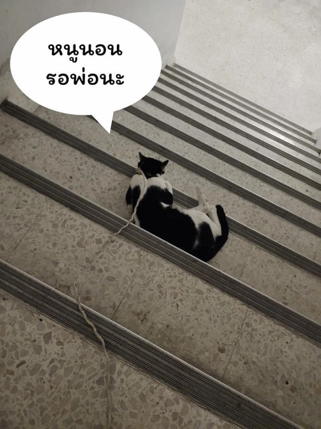 แมวน้อยมาบอกลาเจ้าของถึงหน้าห้องขัง