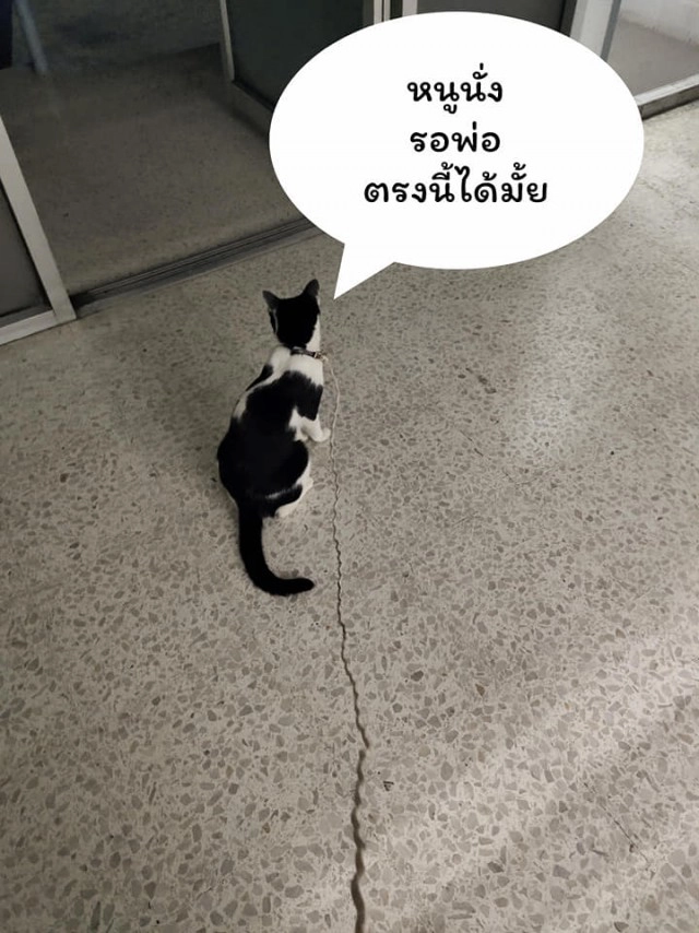 แมวน้อยมาบอกลาเจ้าของถึงหน้าห้องขัง