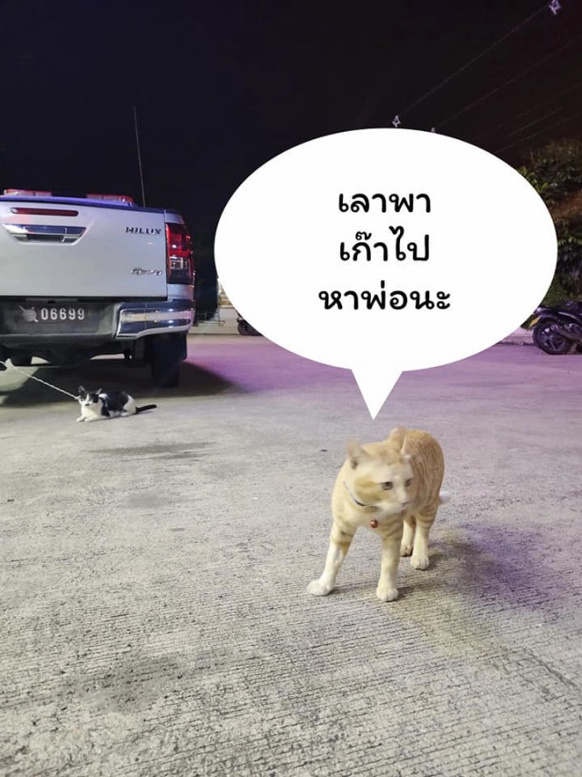 แมวน้อยมาบอกลาเจ้าของถึงหน้าห้องขัง