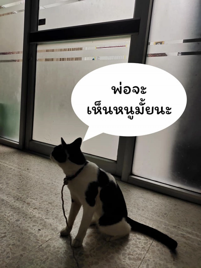 แมวน้อยมาบอกลาเจ้าของถึงหน้าห้องขัง