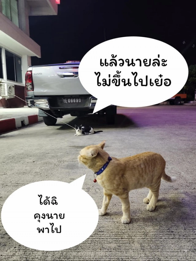 แมวน้อยมาบอกลาเจ้าของถึงหน้าห้องขัง