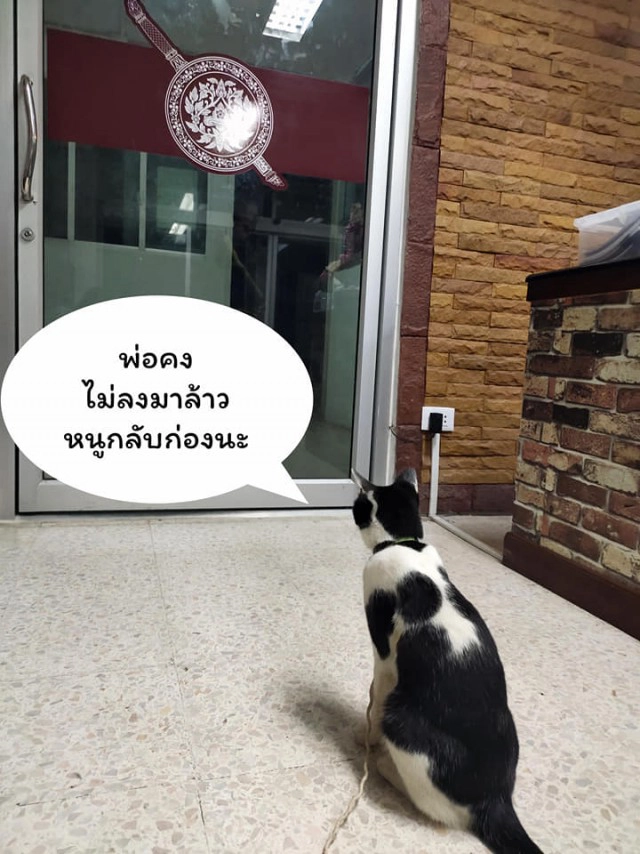 แมวน้อยมาบอกลาเจ้าของถึงหน้าห้องขัง